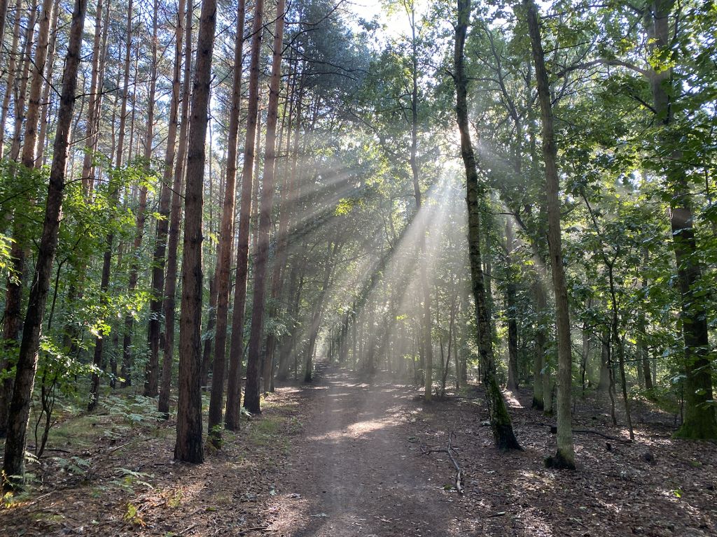 Waldspaziergang, Therapeutischer Waldspaziergang, Ihre Kinesiologie-Praxis in Birkenwerder